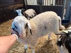 Brilschaap ram CL, CAE en zwoeger vrij., Dieren en Toebehoren, Schapen, Geiten en Varkens, Mannelijk, Schaap