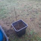 notenboom, Overige soorten, Lente, Minder dan 100 cm, Ophalen