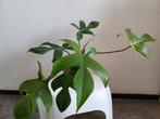 Philodendron "Florida Ghost", Huis en Inrichting, Kamerplanten, Ophalen, Overige soorten, Minder dan 100 cm