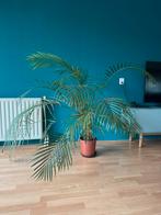 Grote kamerplant, Huis en Inrichting, Kamerplanten, Ophalen, 100 tot 150 cm, Palm, In pot