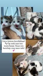 Kittens, Dieren en Toebehoren, Katten en Kittens | Overige Katten