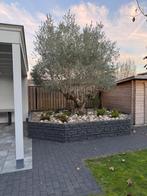 Olijfboom, Tuin en Terras, Planten | Bomen, Bloeit niet, 100 tot 250 cm, Olijfboom, Ophalen