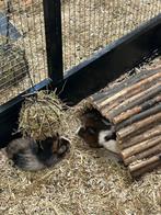 Cavia’s, Vrouwelijk, Cavia, Na 1 juli 2024