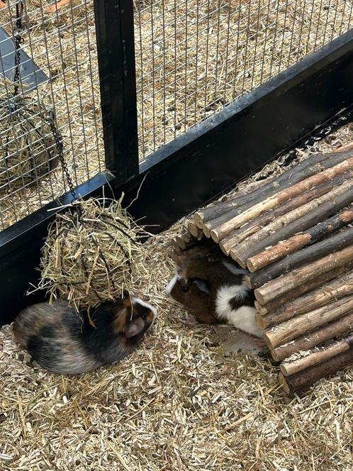 Cavia’s, Dieren en Toebehoren, Knaagdieren, Vrouwelijk, Cavia