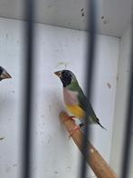 Gouldamadine (pop), Vrouwelijk, Tropenvogel, Geringd
