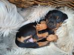 Laagbenige jack russel pups, Black & Tan, Rabiës (hondsdolheid), Overige rassen, 8 tot 15 weken, Meerdere