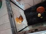 Agaatslakken, Dieren en Toebehoren, Ophalen, Nieuw, Overige typen