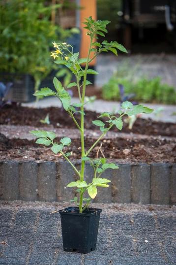Zelfgekweekte cherrytomatenplantjes  beschikbaar voor biedingen
