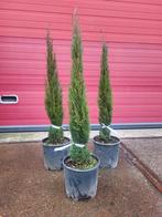 Cupressus sempervirens scherp geprijsd, Ophalen of Verzenden, Overige soorten, Volle zon