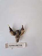 Alocasia sinuata knol/bulb Siamese tweeling, Ophalen of Verzenden