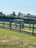 Stallen vrij, Dieren en Toebehoren, Weidegang, 2 of 3 paarden of pony's