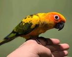 Tamme Zonparkieten, Meerdere dieren, Papegaai