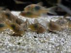 corydora aeneus, Dieren en Toebehoren, Vis