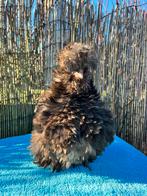 Usa zijdehoen, Meerdere dieren, Kip