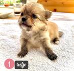 Pomchi pups, Dieren en Toebehoren, Honden | Chihuahua's en Gezelschapshonden, België, Particulier, Rabiës (hondsdolheid), Overige rassen