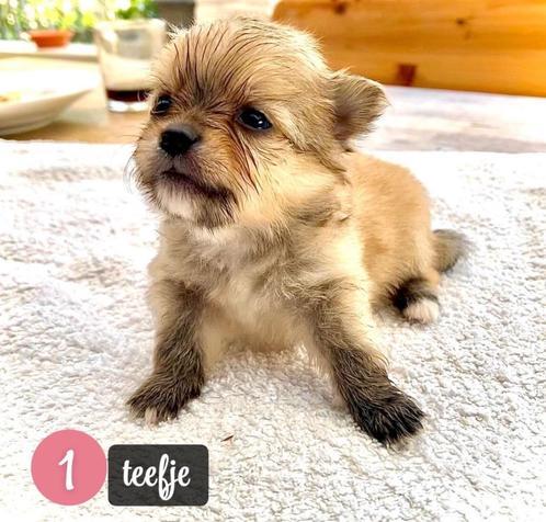 Pomchi pups, Dieren en Toebehoren, Honden | Chihuahua's en Gezelschapshonden, Meerdere dieren, Overige rassen, Particulier, Meerdere