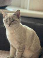 Lieve kindvriendelijke Britse korthaar/ ragdoll kitten, Dieren en Toebehoren, Poes, Gechipt, 0 tot 2 jaar