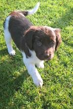 Friese staby pups, Overige rassen, CDV (hondenziekte), 8 tot 15 weken, Meerdere dieren