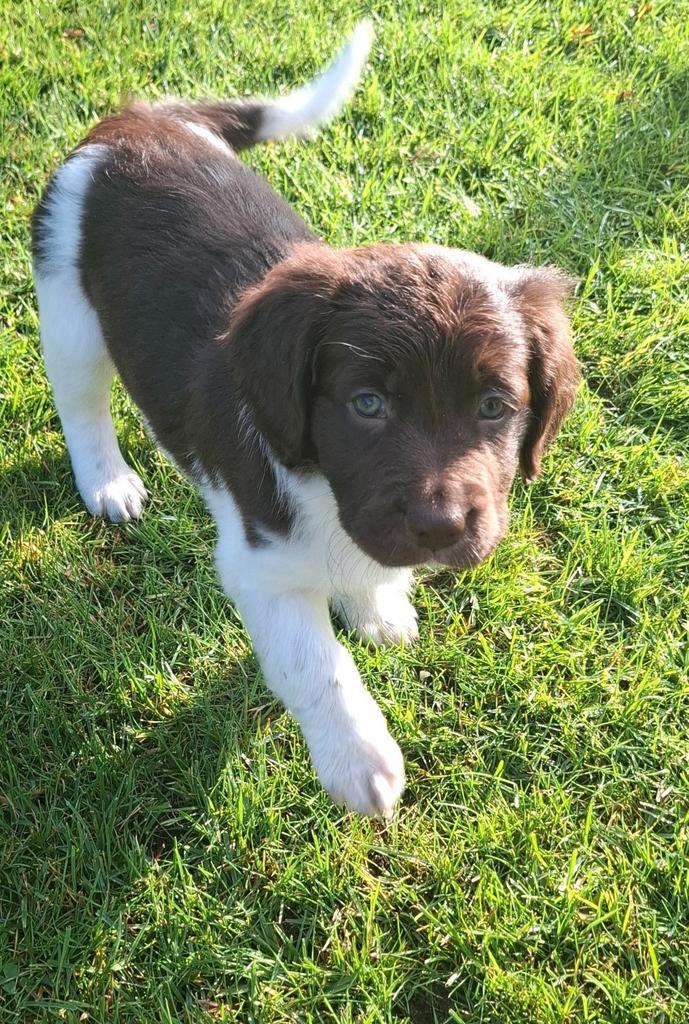 Friese staby pups, Dieren en Toebehoren, Honden | Retrievers, Spaniëls en Waterhonden, Meerdere dieren, Overige rassen, Particulier