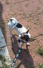 Chihuahua, Dieren en Toebehoren, Parvo, 15 weken tot 1 jaar, Reu, Eén hond