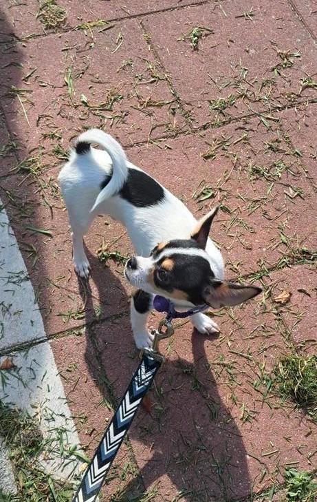 Chihuahua, Dieren en Toebehoren, Honden | Chihuahua's en Gezelschapshonden, Reu, Chihuahua, Particulier, Eén hond, Nederland, 15 weken tot 1 jaar