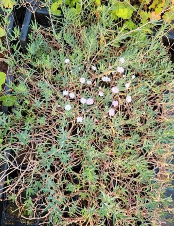 Gypsophila Rosenschleier - vaste plant beschikbaar voor biedingen