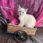 Snow Bengaal/Ragdoll Alleen vandaag vaste prijs, Dieren en Toebehoren, Meerdere dieren, Gechipt, 0 tot 2 jaar