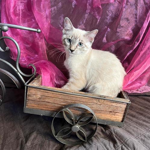 Snow Bengaal/Ragdoll Alleen vandaag vaste prijs, Dieren en Toebehoren, Katten en Kittens | Raskatten | Korthaar, Meerdere dieren