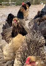Mooie Jonge brahma hennen te koop., Dieren en Toebehoren, Pluimvee, Vrouwelijk, Kip