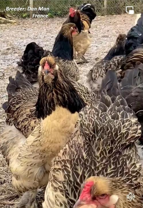 Mooie Jonge brahma hennen te koop., Dieren en Toebehoren, Pluimvee, Kip, Vrouwelijk