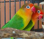 2 dwergpapagaaitjes, Meerdere dieren, Dwergpapegaai of Agapornis, Geringd