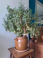 Jadeplant in Bretonse pot, Ophalen, Overige soorten, Minder dan 100 cm