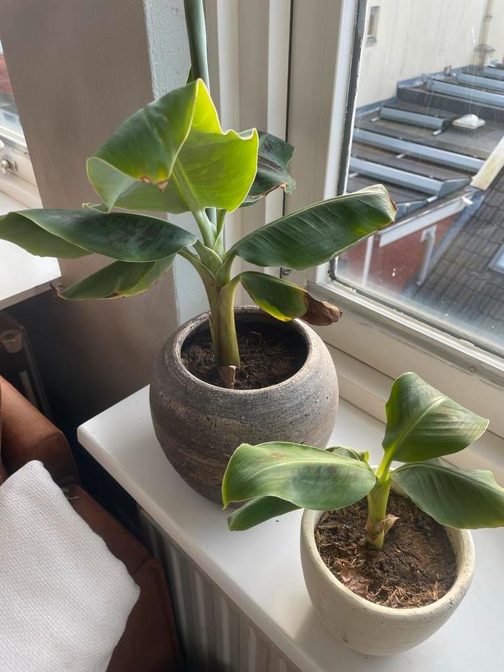 Twee Bananenplanten + potten, Tuin en Terras, Planten | Tuinplanten, Vaste plant, Fruitplanten, Volle zon, Bloeit niet, Ophalen