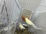 Vogeltje