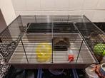 Mooie complete hamsterkooi, Minder dan 60 cm, Kooi, Minder dan 75 cm, Ophalen of Verzenden