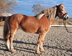 Lieve leuke haflinger merrie !!, Dieren en Toebehoren, 7 tot 10 jaar, Recreatiepony, Merrie, Gechipt