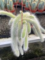 Cactus/suculent Monkey’s Tail Hildewintera Colademononis, Ophalen of Verzenden, Minder dan 100 cm, Bloeiende kamerplant, Volle zon