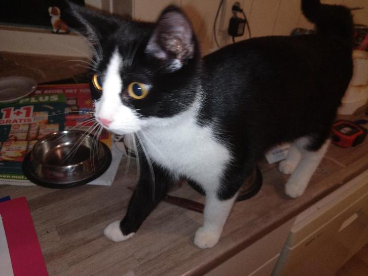 Kitten , een klein poesje , zwart met wit, Dieren en Toebehoren, Katten en Kittens | Overige Katten, Kortharig, Poes, 0 tot 2 jaar