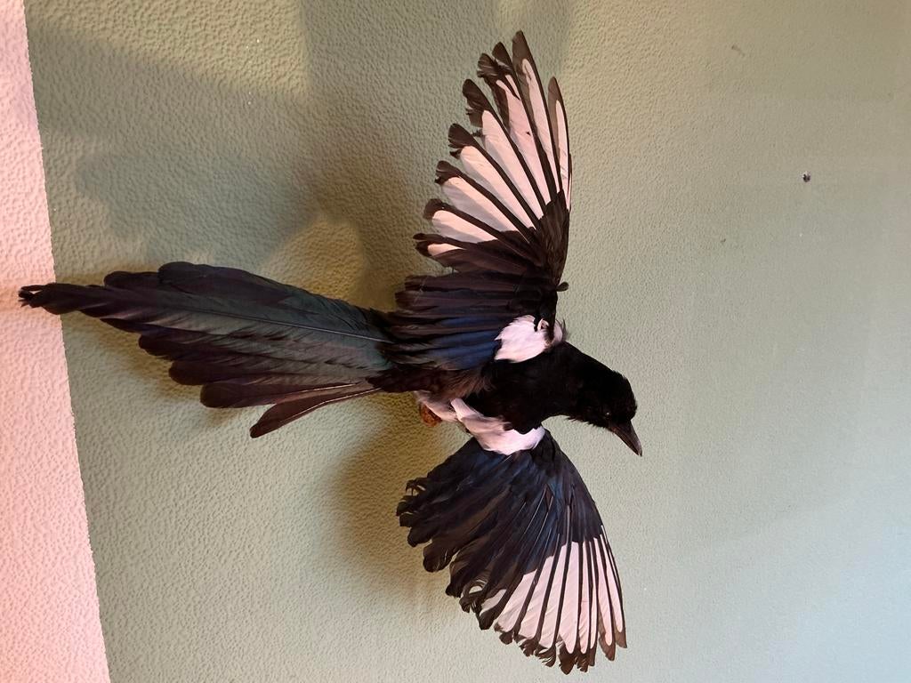 Taxidermie. Ekster - Wanddecoratie, Ophalen of Verzenden