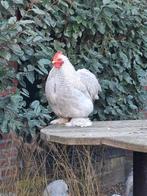 2 Mooie hanen ter overname, Dieren en Toebehoren, Pluimvee, Mannelijk, Kip