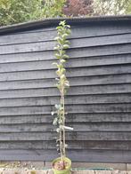 Malus 'Summertime' Zuilappelboom, Lente, 100 tot 250 cm, Zuilboom, Ophalen