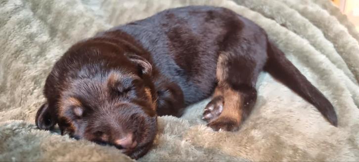 Prachtige reu Duitse herder te koop, Dieren en Toebehoren, Honden | Herdershonden en Veedrijvers, Reu, Herder, Particulier, Eén hond