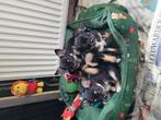 We hebben 4 mooie chihauhau pupjes, Dieren en Toebehoren, Honden | Chihuahua's en Gezelschapshonden, CDV (hondenziekte), 8 tot 15 weken