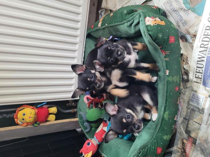 We hebben 3 mooie chihauhau pupjes, Dieren en Toebehoren, Honden | Chihuahua's en Gezelschapshonden, Meerdere dieren, Chihuahua