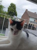 Wit met zwarte Europeese korthaar kater, Dieren en Toebehoren, Katten en Kittens | Overige Katten, Kater, Kortharig, 0 tot 2 jaar