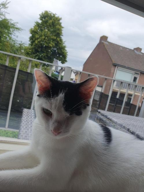Wit met zwarte Europeese korthaar kater, Dieren en Toebehoren, Katten en Kittens | Overige Katten, Kortharig, Kater, 0 tot 2 jaar