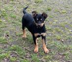 Working Kelpie pups, Particulier, Rabiës (hondsdolheid), Meerdere, 8 tot 15 weken