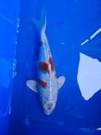 Koi Goshiki, Karper of Koi