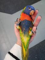 Jonge Lori´s van de Blauwe Bergen | Nieuwsgierig | Handtam