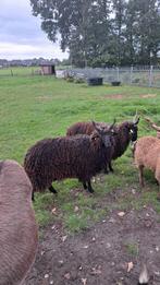 Zwarte Racka's te koop, Mannelijk, Schaap, 0 tot 2 jaar